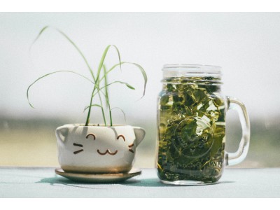 Как выбрать зелёный чай? Секреты правильного выбора зеленого чая.